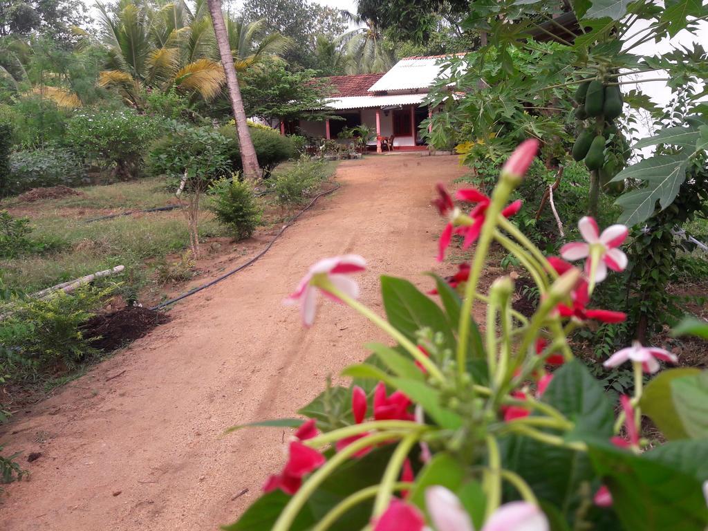 Sigiri Picaso Home Stay Sigiriya Bilik gambar