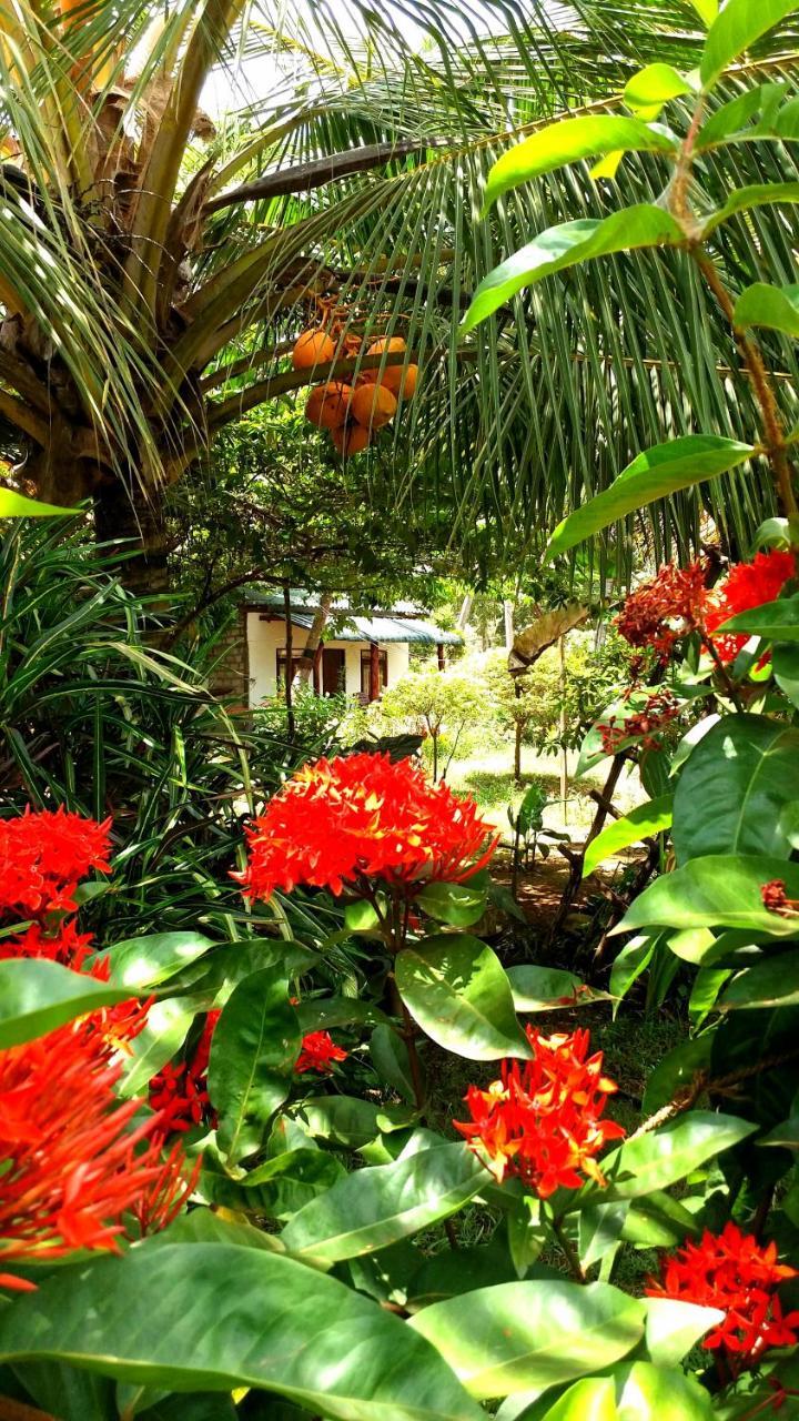 Sigiri Picaso Home Stay Sigiriya Luaran gambar
